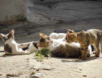 High angle view of cats relaxing on street