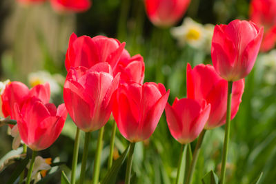 Close-up of red flowers blooming in field