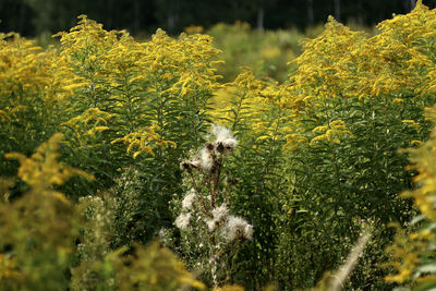 View of flowering plants on field
