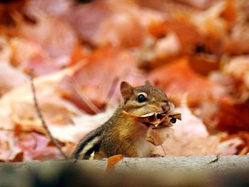 Close-up of a chipmunk gathering autumn leaves