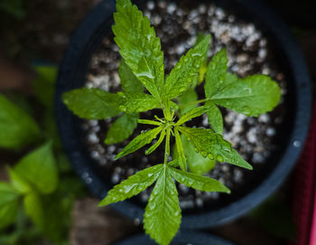 Close-up of plant