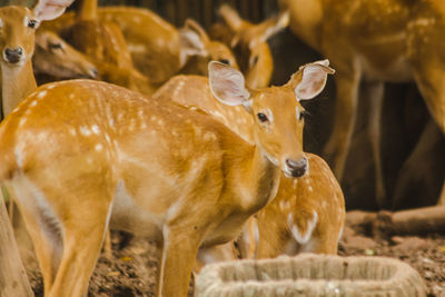 Deer in a field