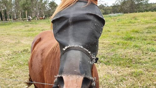 View of horse on field