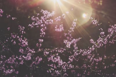 View of pink flowers at night