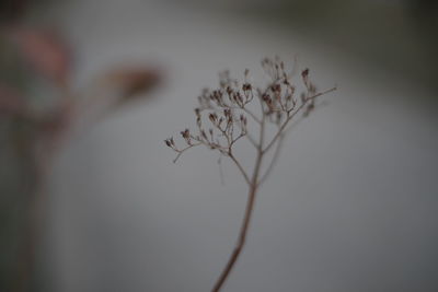 Close-up of wilted plant