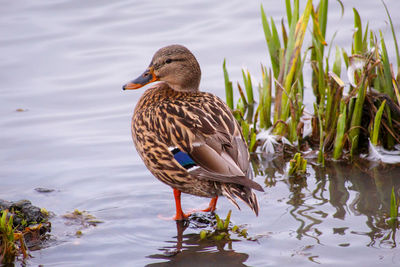 Mallard duck on lake