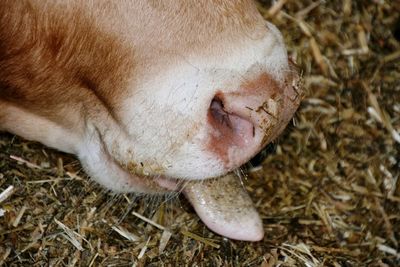 Close-up of cow tongue on field