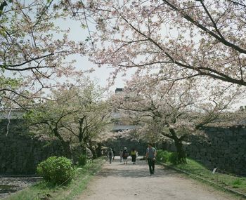 Rear view of people walking on footpath amidst flowering trees