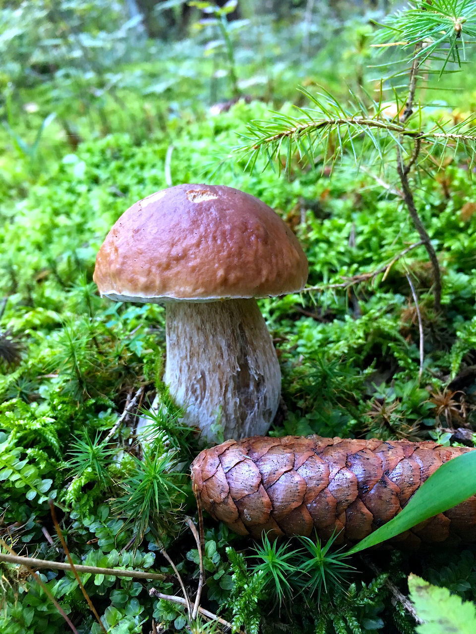 CLOSE-UP OF MUSHROOMS ON FIELD