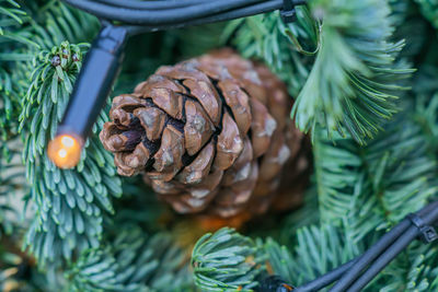 Close up of pine cones on christmas tree