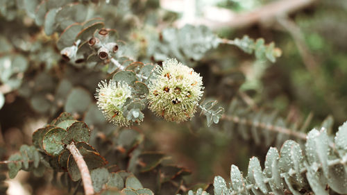 Eucalyptus websteriana with blooming flowers close up