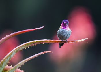 Close-up of bird perching on plant