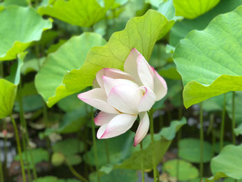 Close-up of pink water lily