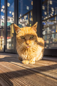 pet