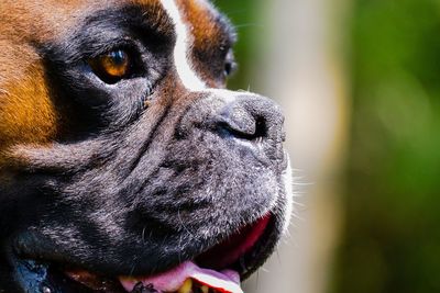 Close-up of dog looking away