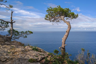 Tree by sea against sky