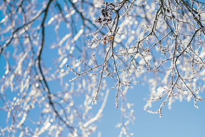 Low angle view of cherry blossoms against sky during winter