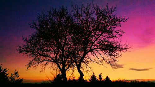 Silhouette of trees at sunset