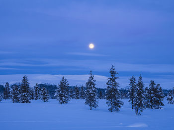 Moon over snowy conifer forest