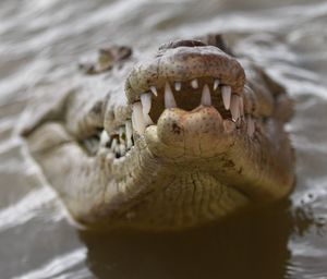 Close-up of lizard on water