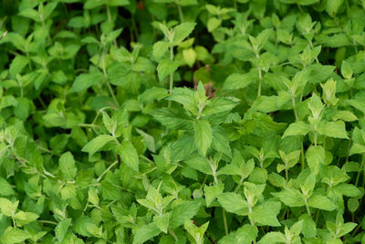 Full frame shot of plants growing on field