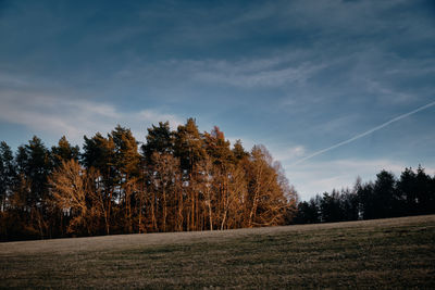 Trees on field against sky