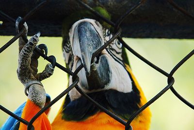 Close-up of bird perching on metal