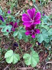 Close-up of purple flowers blooming in field