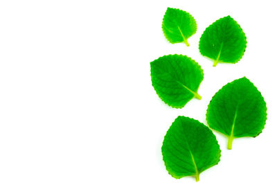 Close-up of leaves against white background