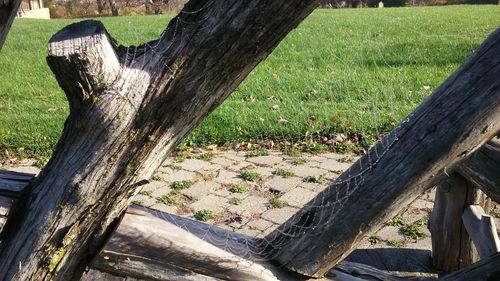 Close-up of tree stump on field