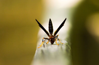Close-up of insect on railing