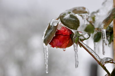 Close-up of frozen rose