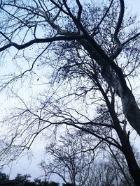 Low angle view of bare tree against sky