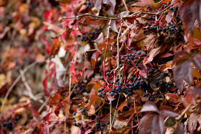 Close-up of dry autumn leaves