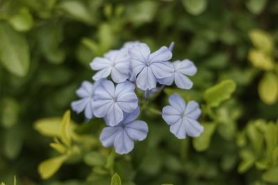 Close-up of purple flowering plant