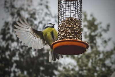 Close-up of bird flying