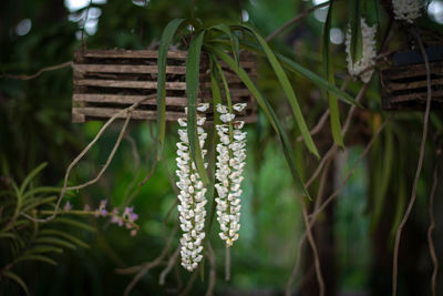 Close-up of flowering plants on field