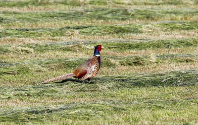 Male pheasant sitting on mowed meadow