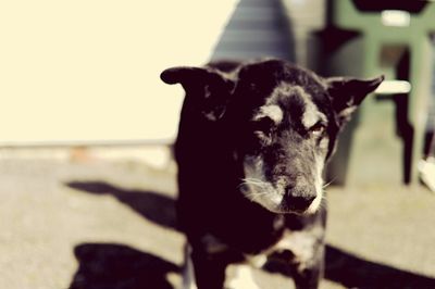 Portrait of cat on beach