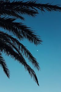 Low angle view of palm tree against clear blue sky