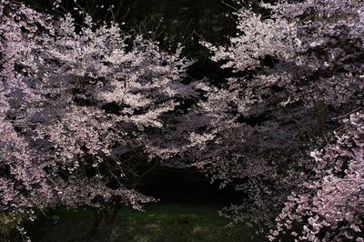 Plants growing on a tree