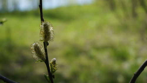 Close-up of flowering plant