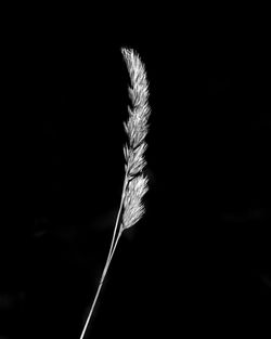 Close-up of feather against black background