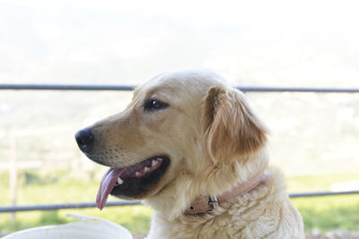 Close-up of dog looking away