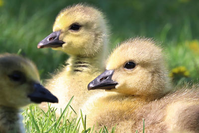 Macro of heads on canada geese goslings