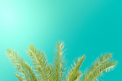 Low angle view of palm tree against blue sky