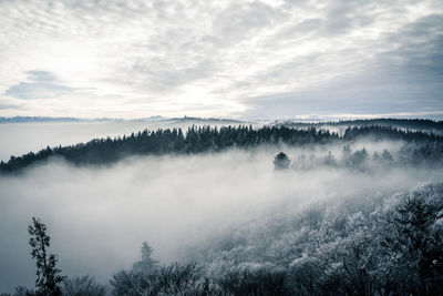 Scenic view of fog brushing over the forest