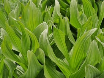 Full frame shot of green leaves