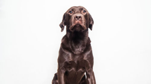 Portrait of a dog over white background