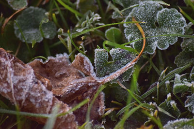 Close-up of raindrops on leaves